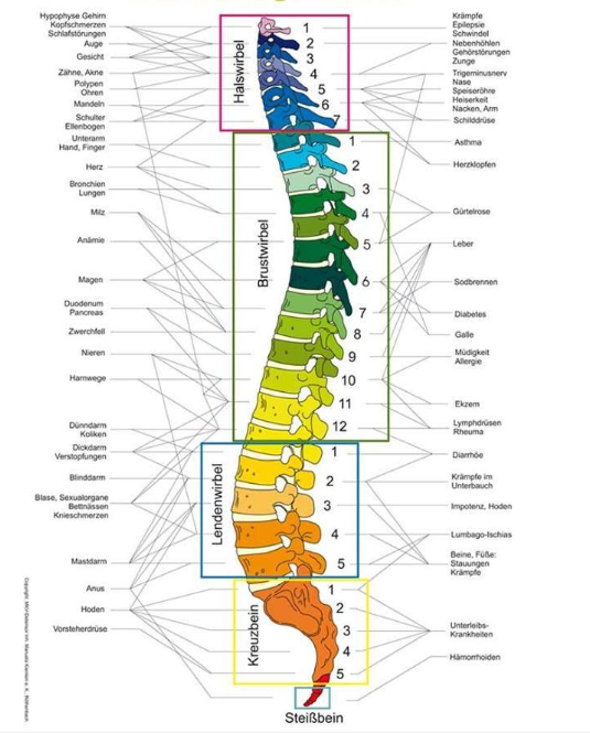 Wirbelsäule Aufbau
Wirbelsäule energetische Bedeutung 
Wirbelverschiebungen und deren Folgen