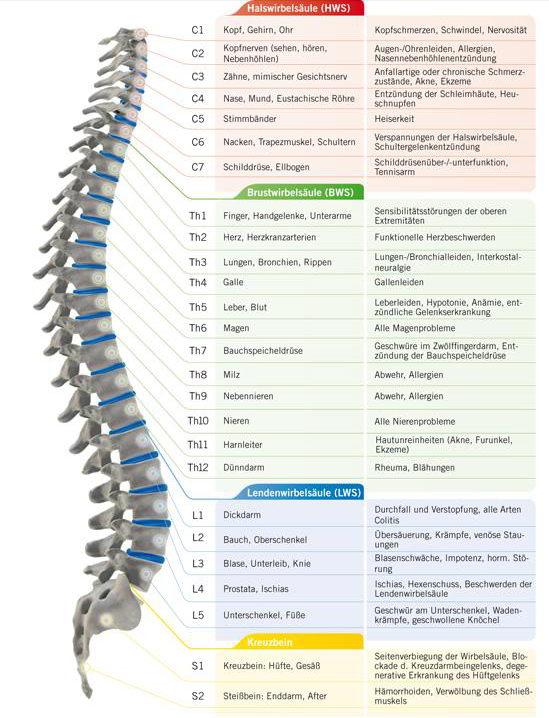 Wirbelsäule Aufbau
Wirbelverschiebungen und deren Folgen