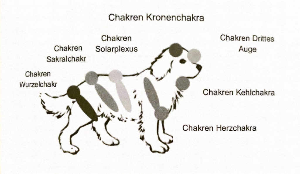 Reiki bei Tieren
Reiki bei Hunden