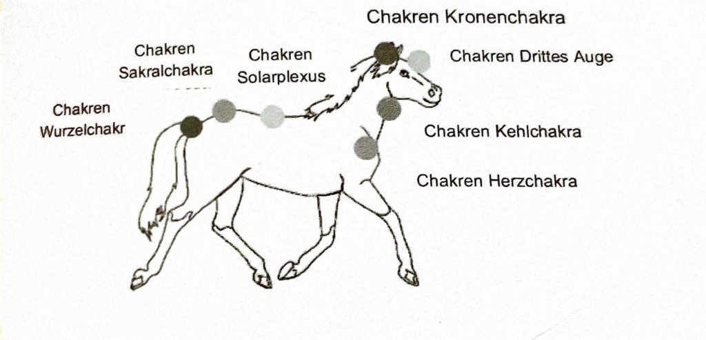 Reiki bei Tieren
Reiki bei Pferden