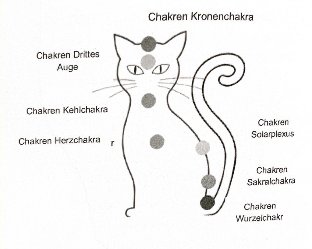 Reiki bei Tieren
Reiki bei Katzen
