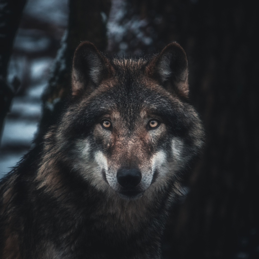 mein Krafttier finden