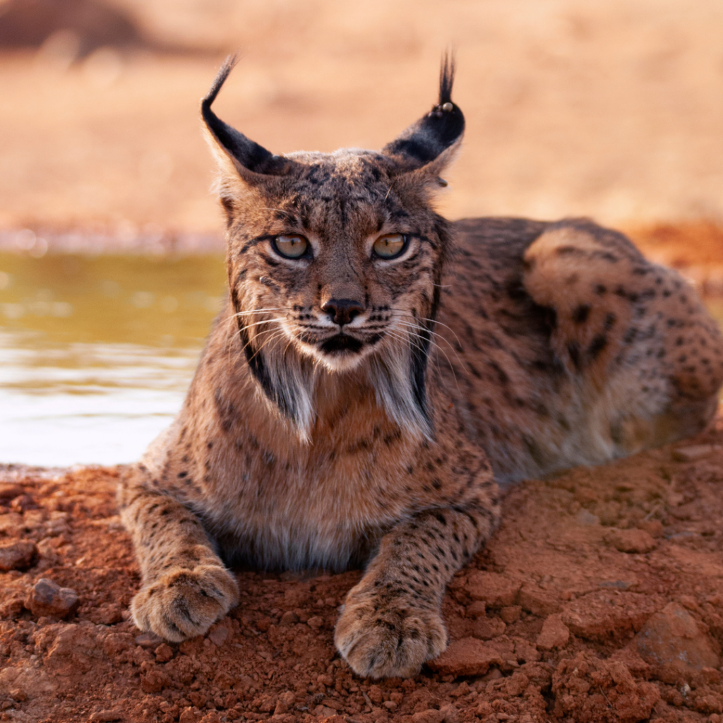 mein Krafttier finden