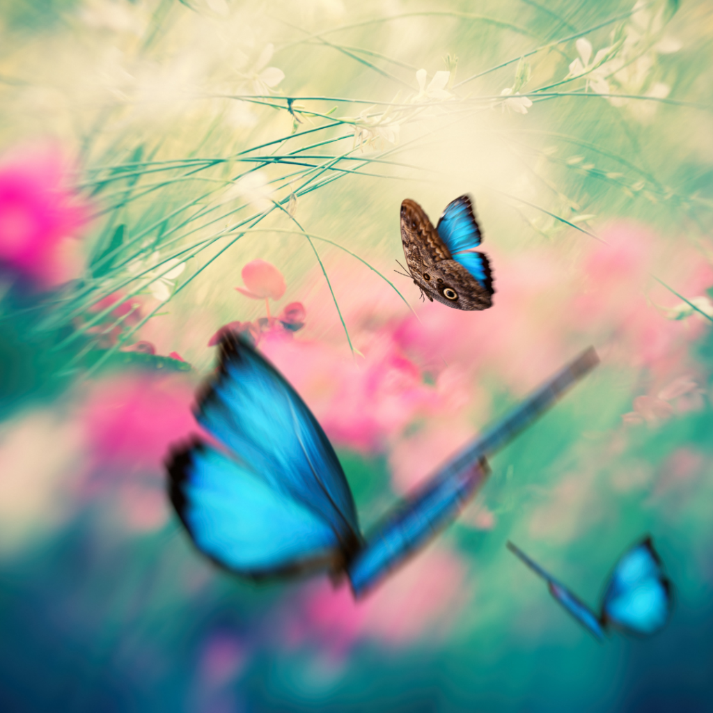 mein Krafttier finden