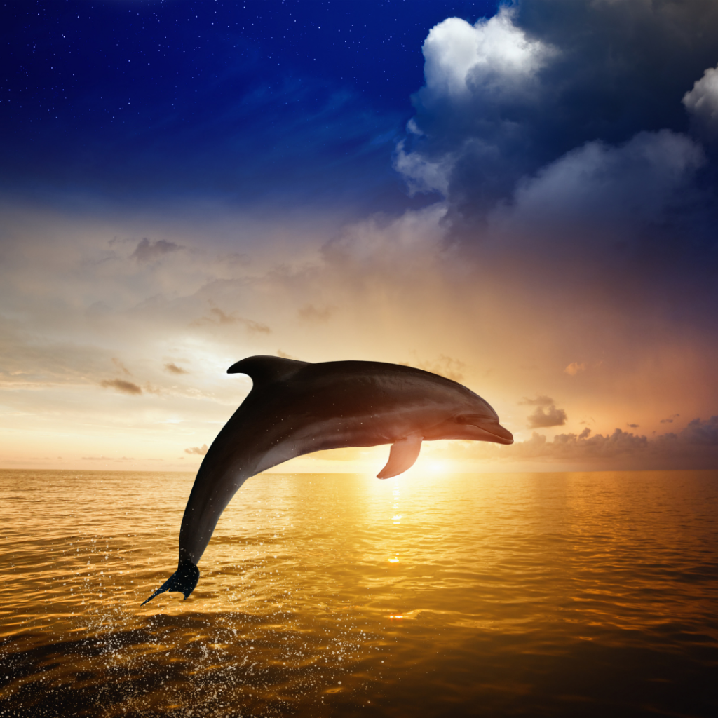 mein Krafttier finden