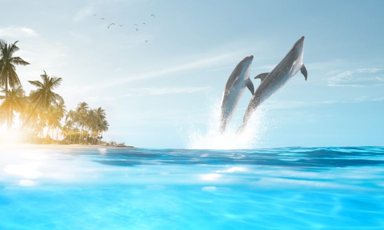 delfin reiki trilogie