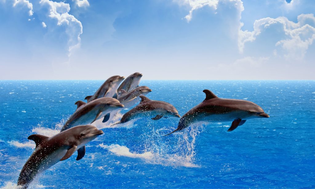 delfin reiki trilogie delfin heilung