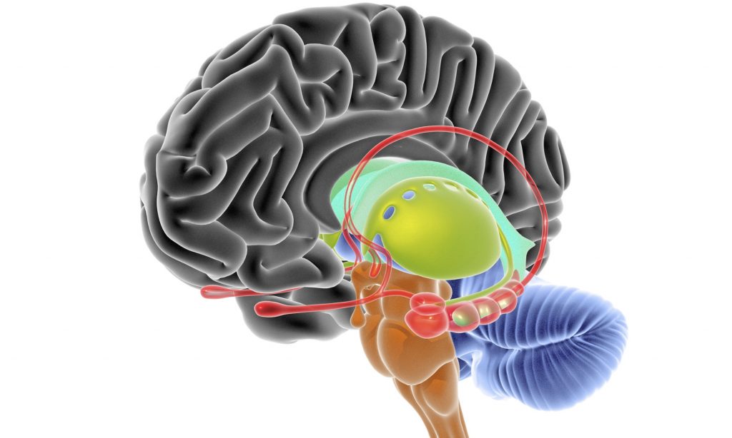 Aufbau des Gehirns einfach erklärt